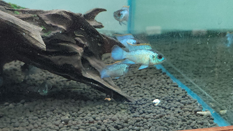 Live Tropical Freshwater Fish Electric Blue Acara 2.00 inch (CHD-147)