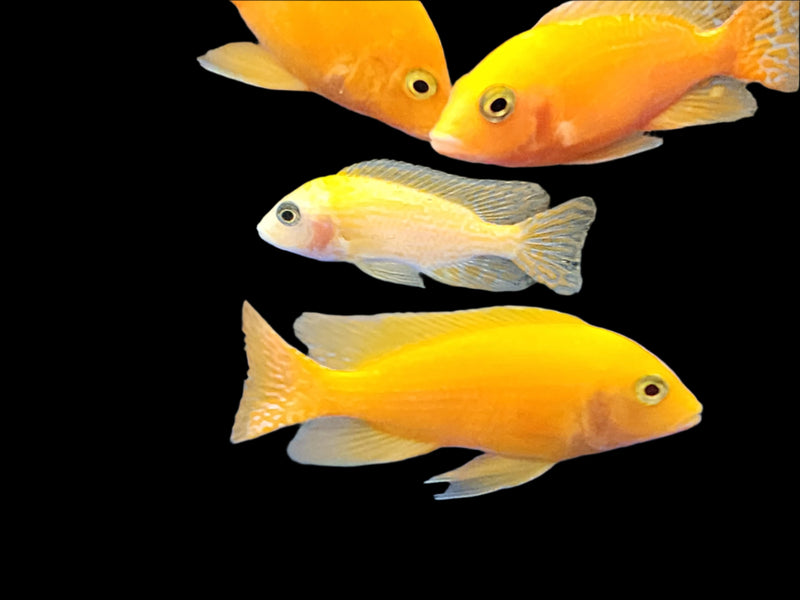 Live Fish African Cichlid Golden Peacock Cichlid (Aulonocara sp.)