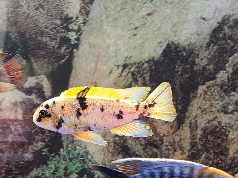 OB ZEBRA MBUNA CICHLID (LABEOTROPHEUS FUELLEBORNI OB)(CHD-155)