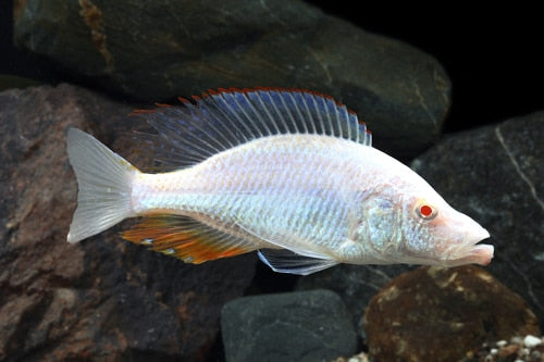 Albino Compressiceps Cichlid (Dimidiochromis Compressiceps)