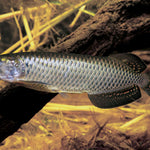 Jardini Arowana (Scleropages jardinii)