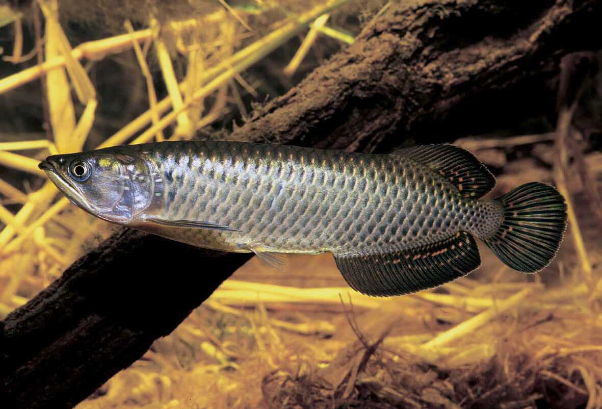 Jardini Arowana (Scleropages jardinii)