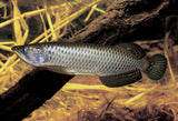 Jardini Arowana (Scleropages jardinii)