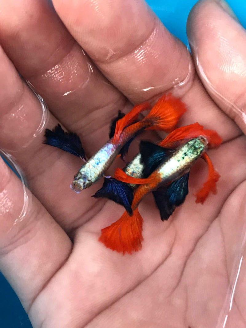 Live Fancy Guppy Fish Premium Quality Jumbo Dumbo Ear Red Tail (CGP-027)