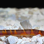 Thai Giant Kuhli Loach (Pangio myersi)