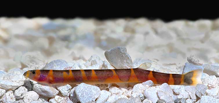 Thai Giant Kuhli Loach (Pangio myersi)