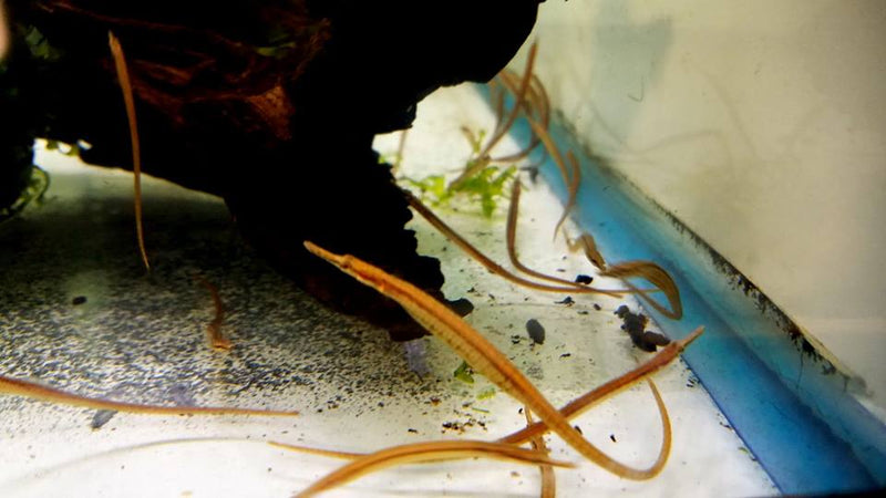 Freshwater Pipefish (Doryichthys martensii)