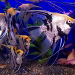 Live Freshwater Aquarium Koi Angelfish XL (Pterophyllum sp.) 4.00 inch