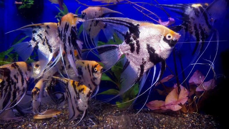 Live Freshwater Aquarium Koi Angelfish XL (Pterophyllum sp.) 4.00 inch