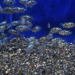 Electric Blue Jack Dempsey (Cichlasoma Octoasciatum)