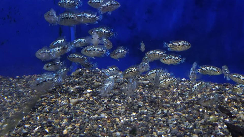 Electric Blue Jack Dempsey (Cichlasoma Octoasciatum)