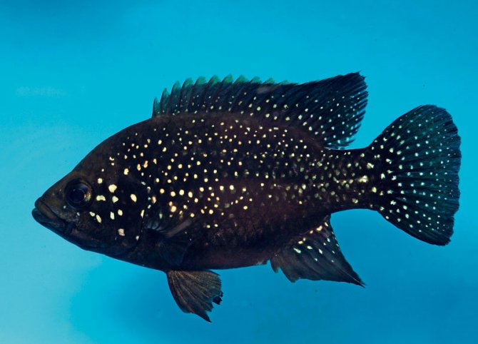 (TROP-099)  Starry Night Cichlid "Bleekeri" (Paratilapia Polleni) 2.00-2.50"