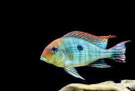 Red Head Tapajos (Geophagus sp. Tapajos 'Red head')(CHD-146)