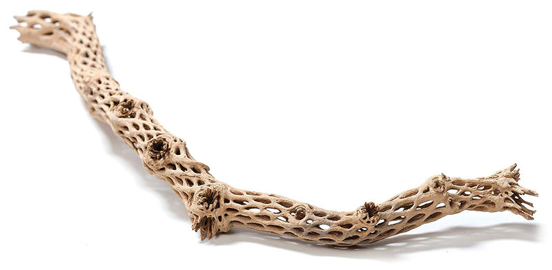 Finger Cholla Driftwood