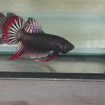 (WORA-970) COPPER PINK IMBELLIS WILD MALE BETTA