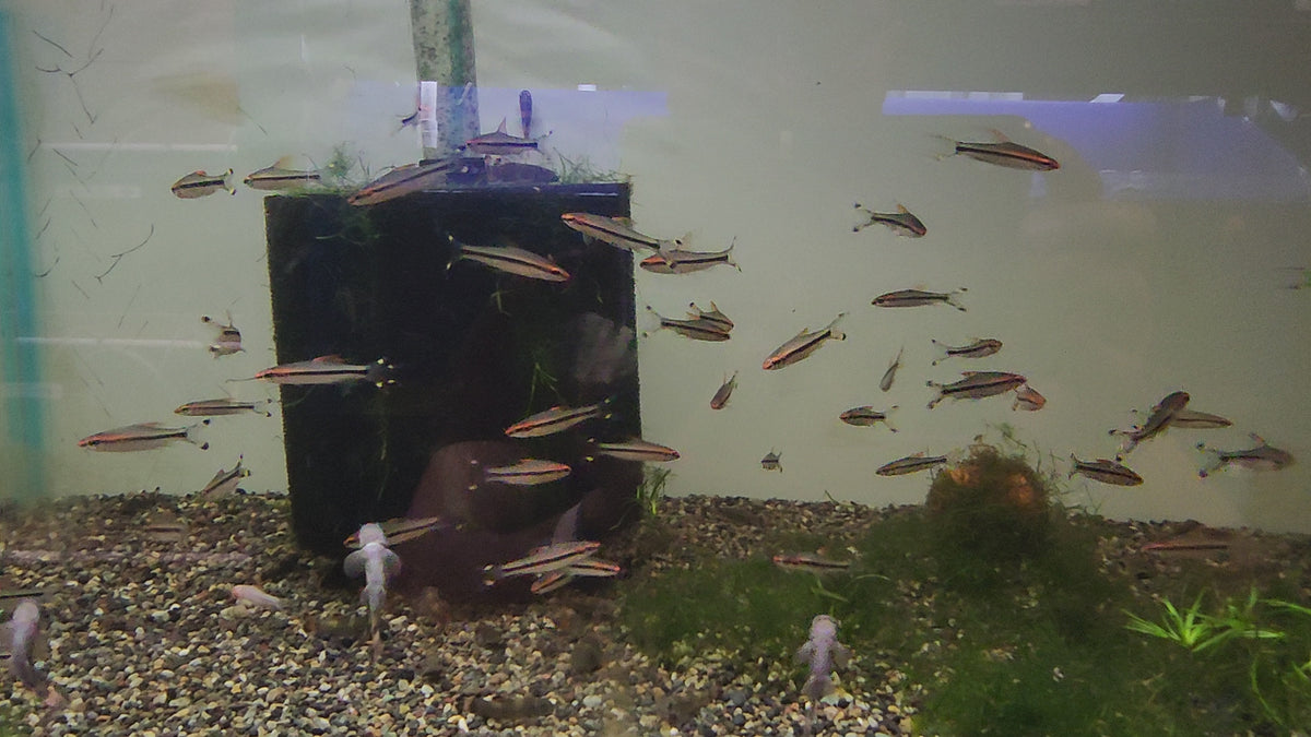 Live Freshwater Aquarium Fish Roseline Shark / Denisonii Barb (Sahyadria denisonii)