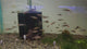 Live Freshwater Aquarium Fish Roseline Shark / Denisonii Barb (Sahyadria denisonii)