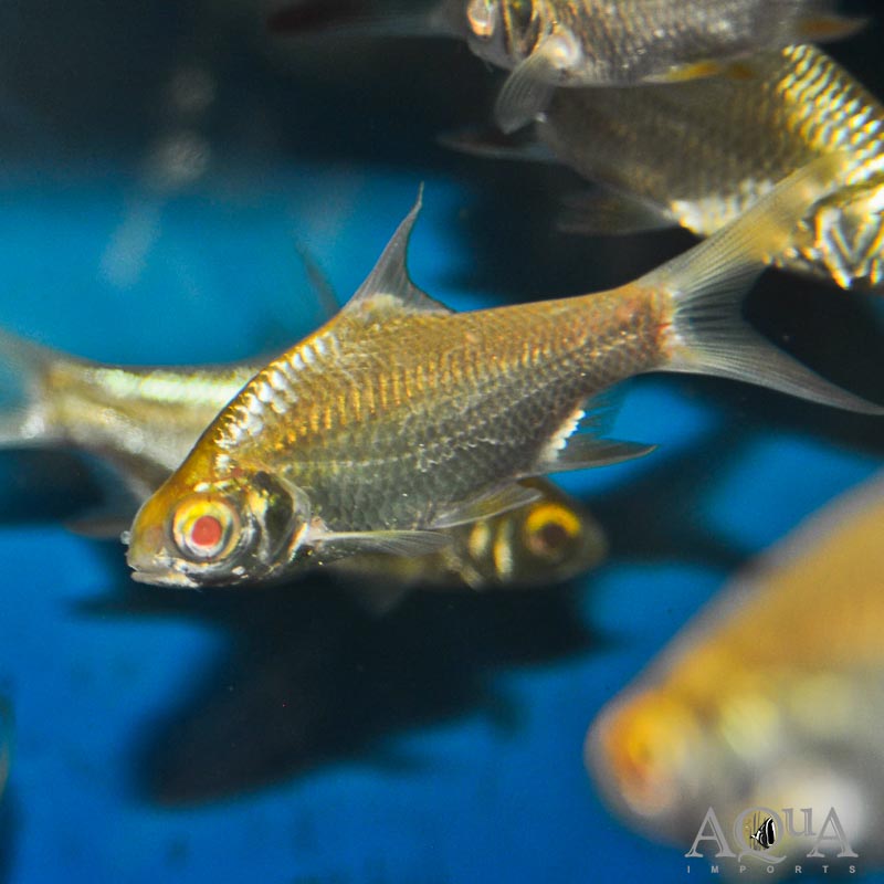 Albino Tinfoil Barb 2.5" (Pack of 3)