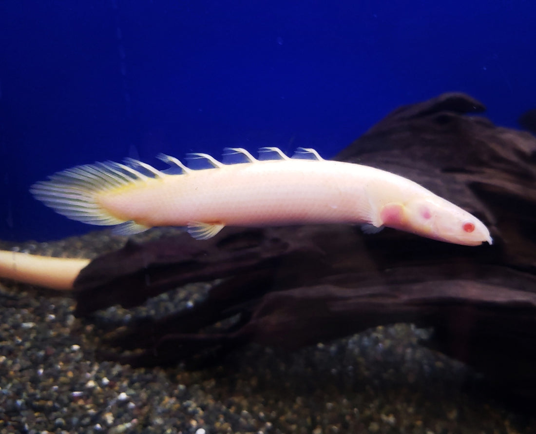 (TROP-316)Albino Bichir 4.00-5.00 inch (Polypterus senegalus)