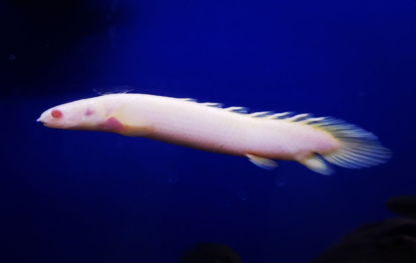 BICHIR