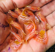 Albino King Cobra/Albino Snake Skin