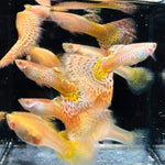 Albino King Cobra/Albino Snake Skin Guppy