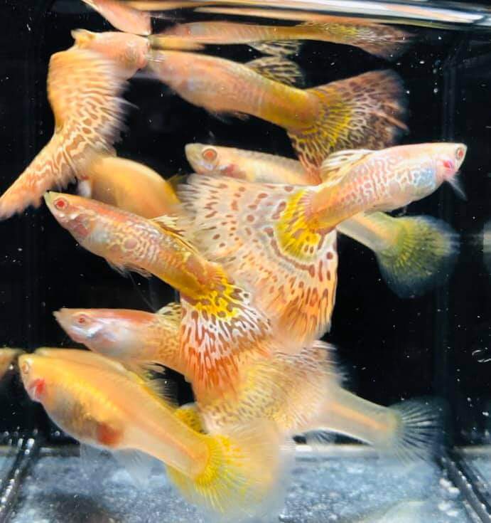 Albino King Cobra/Albino Snake Skin Guppy
