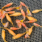 Albino King Cobra/Albino Snake Skin guppy