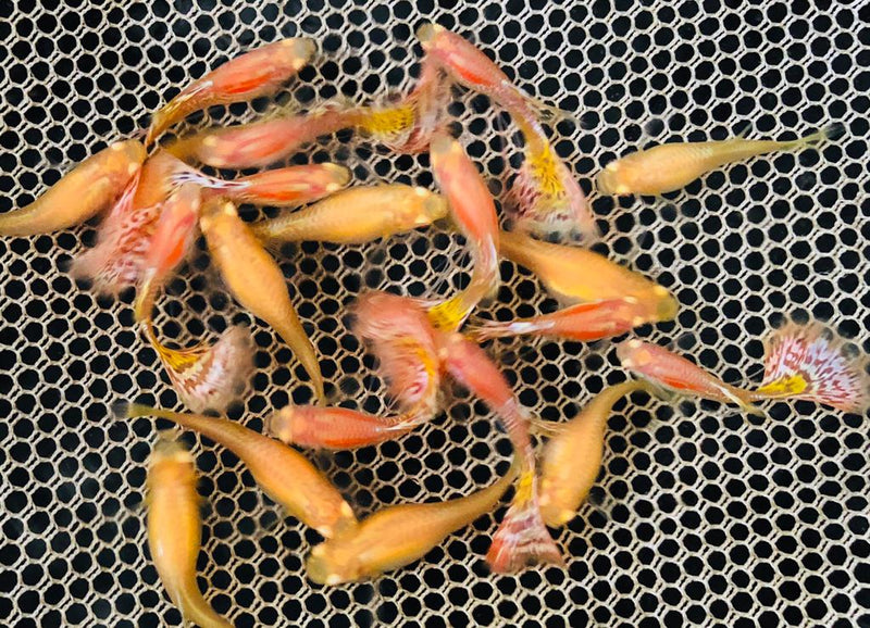 Albino King Cobra/Albino Snake Skin guppy