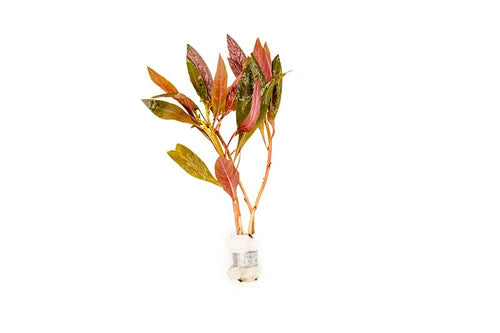 ALTERNANTHERA REINECKII (SCARLET TEMPLE)