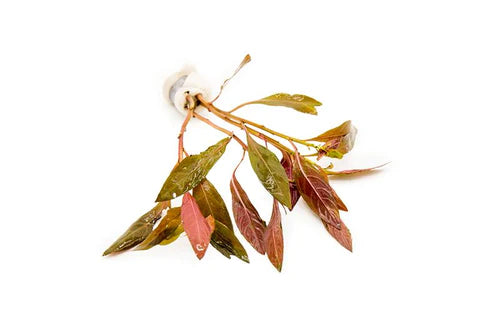 ALTERNANTHERA REINECKII (SCARLET TEMPLE)