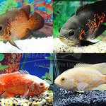 Live Fish Assorted Oscar 2.00-2.50 inch (Astronotus Ocellatus)
