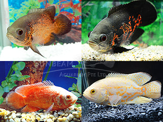Live Fish Assorted Oscar 2.00-2.50 inch (Astronotus Ocellatus)