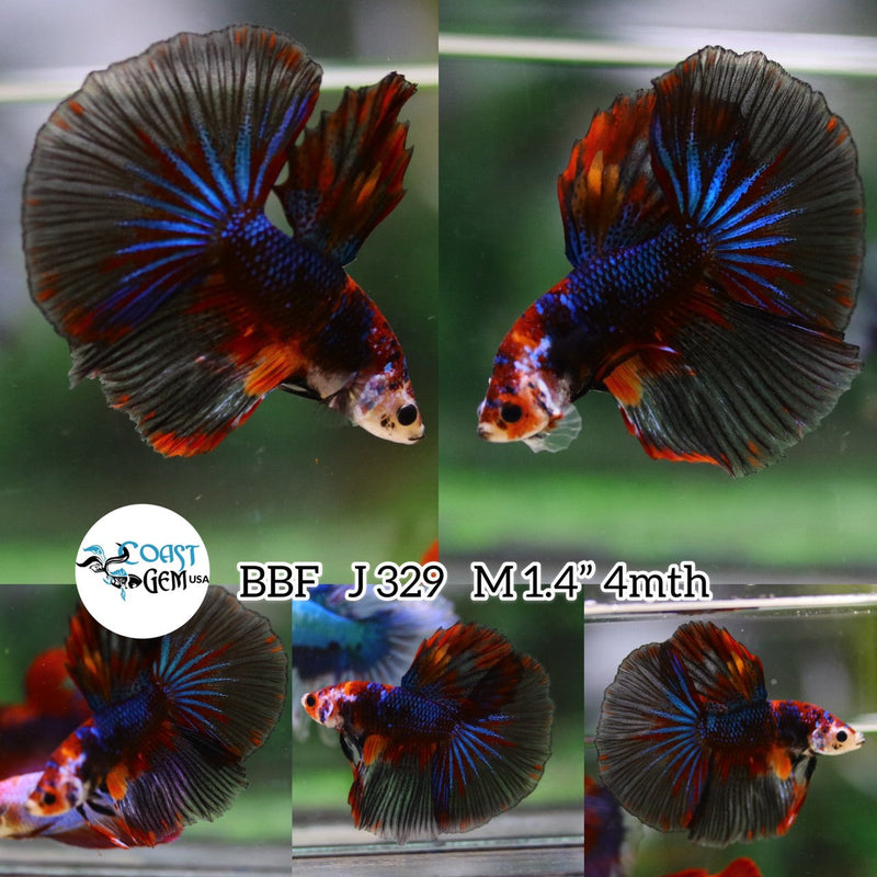 4/17 (BBF-A329) Black Nemo Halfmoon Male Betta