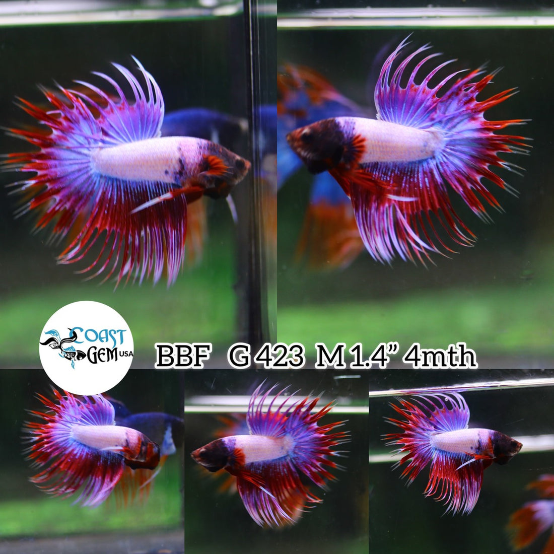 (BBF-A423) Lavender Fancy Crown Tail Male Betta
