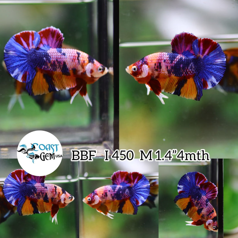 (BBF-A450) Nemo Pink Candy Plakat Male Betta