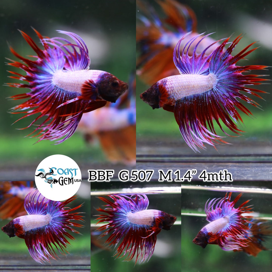 (BBF-A507) Lavender Fancy Crown Tail Male Betta