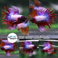 (BBF-A507) Lavender Fancy Crown Tail Male Betta