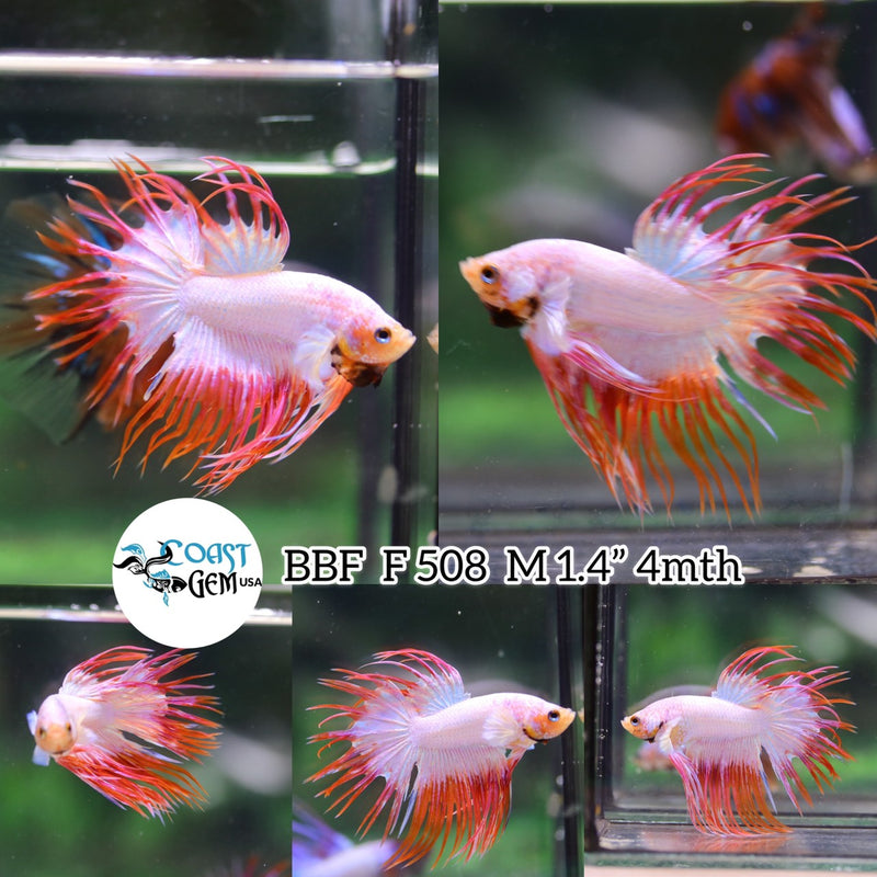 (BBF-A508)Orange Dragon Fancy Crown Tail Male Betta