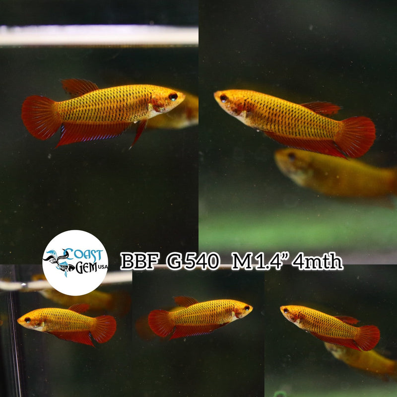(BBF-A540)DELAY9/25 Red Splendens Wild Female Betta