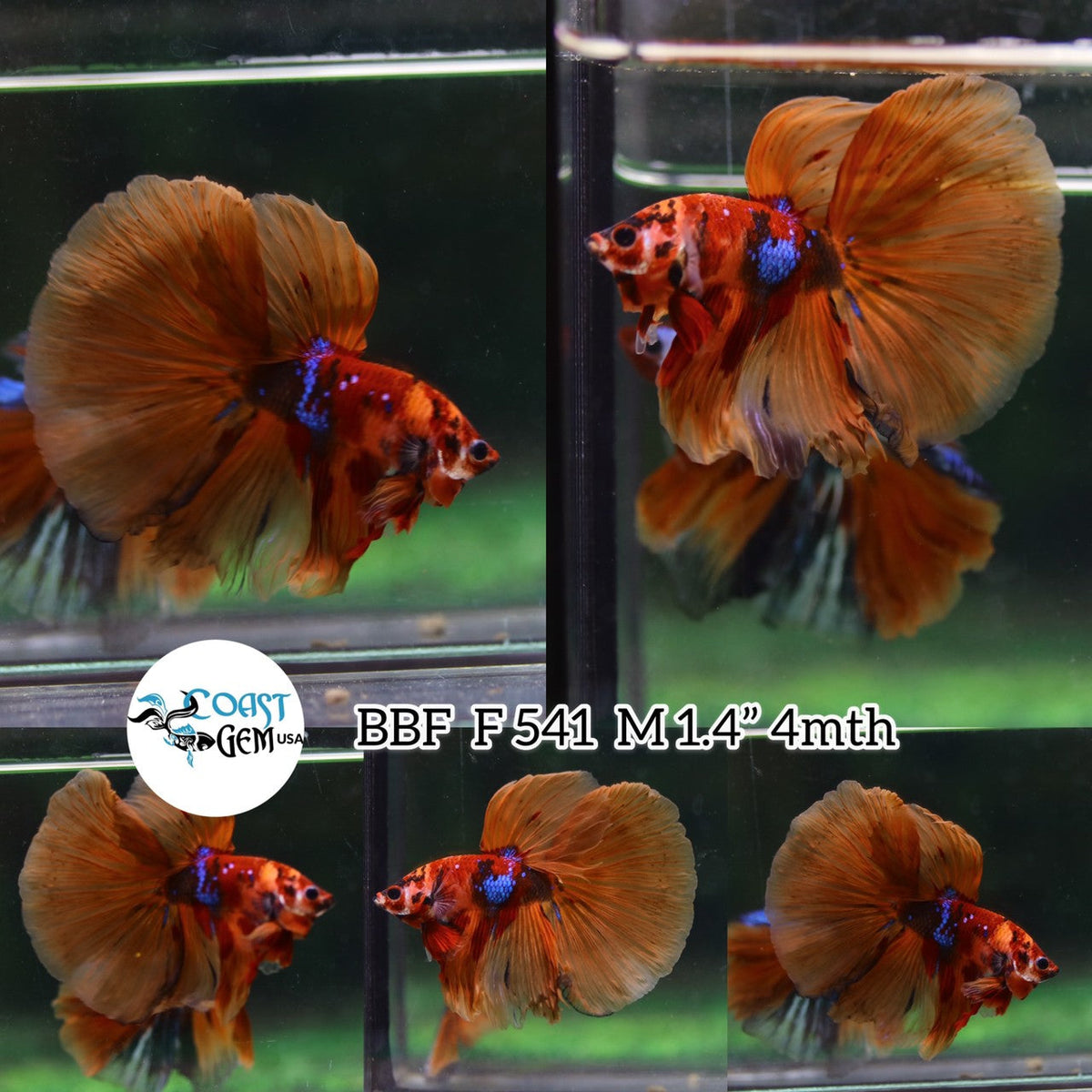(BBF-A541) Nemo Galaxy Halfmoon Male Betta