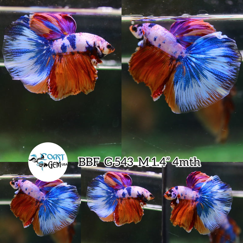 (BBF-A543) Nemo Pink Candy Dragon Halfmoon Male Betta