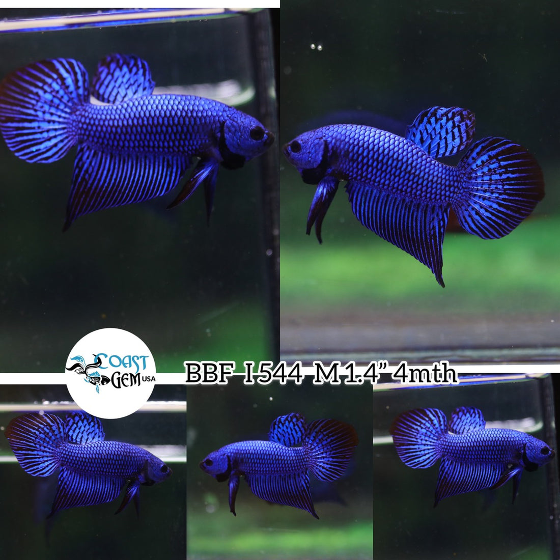 (BBF-A544)9/10 Blue Alien Spade Tail Male Betta