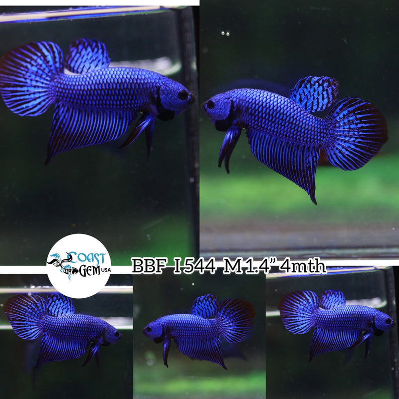 (BBF-A544)9/10 Blue Alien Spade Tail Male Betta