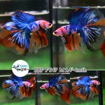 (BBF-A547) Nemo Pink Candy Halfmoon Male Betta