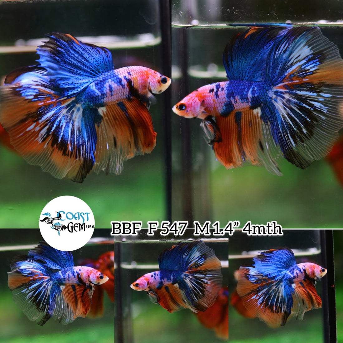 (BBF-A547) Nemo Pink Candy Halfmoon Male Betta