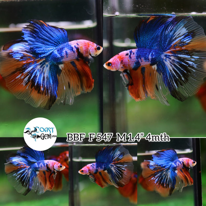 (BBF-A547) Nemo Pink Candy Halfmoon Male Betta