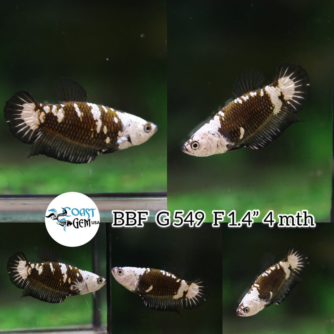 (BBF-A549) Mask Black Samurai Plakat Female Betta
