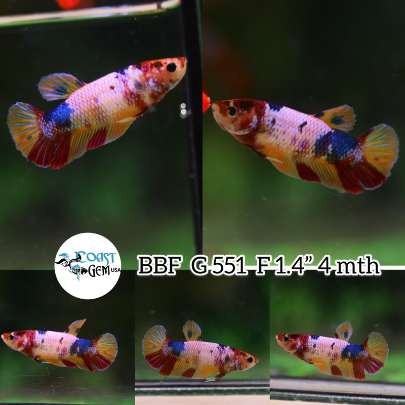 (BBF-A551) Pink Candy Plakat Female Betta