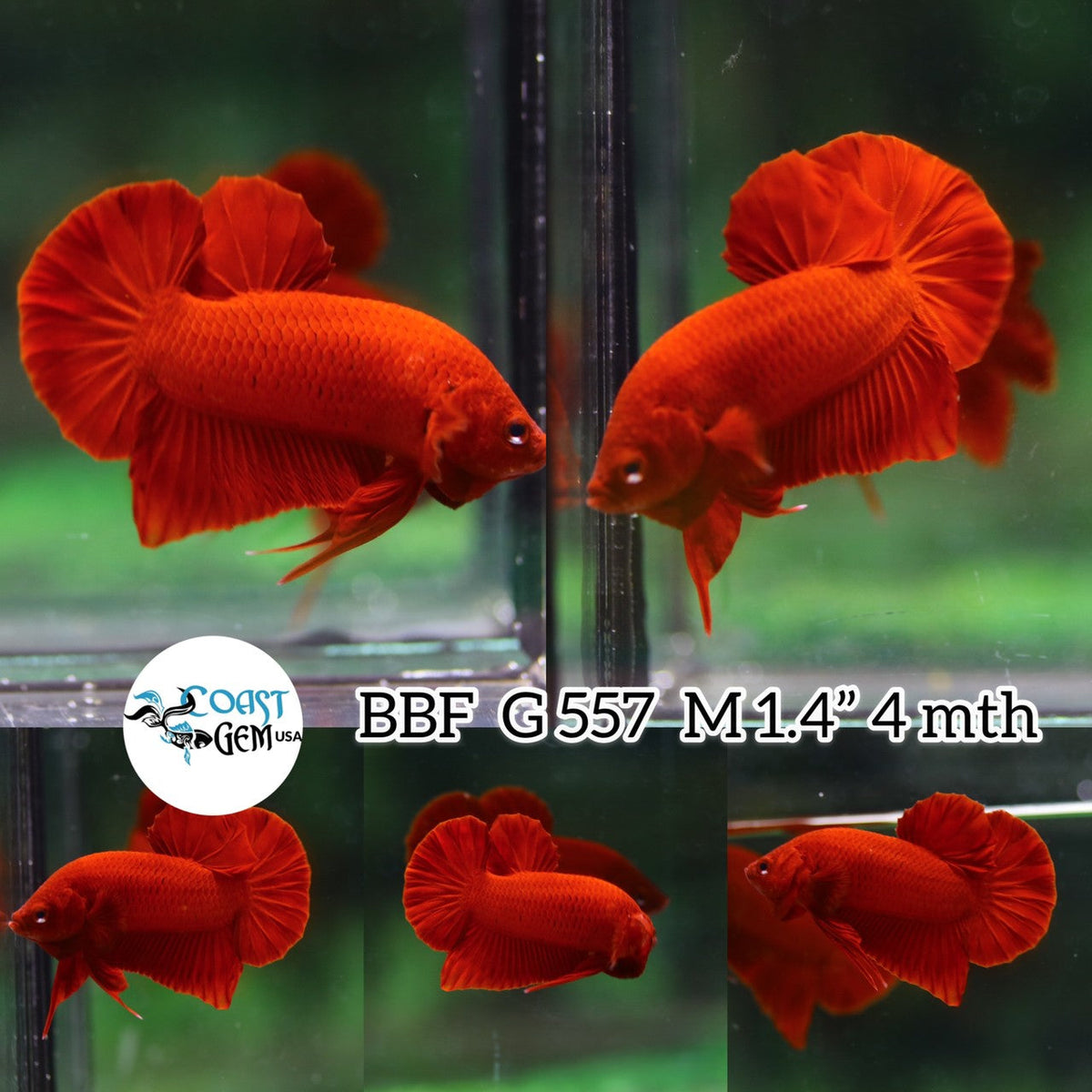 (BBF-A557) Super Red Plakat Male Betta